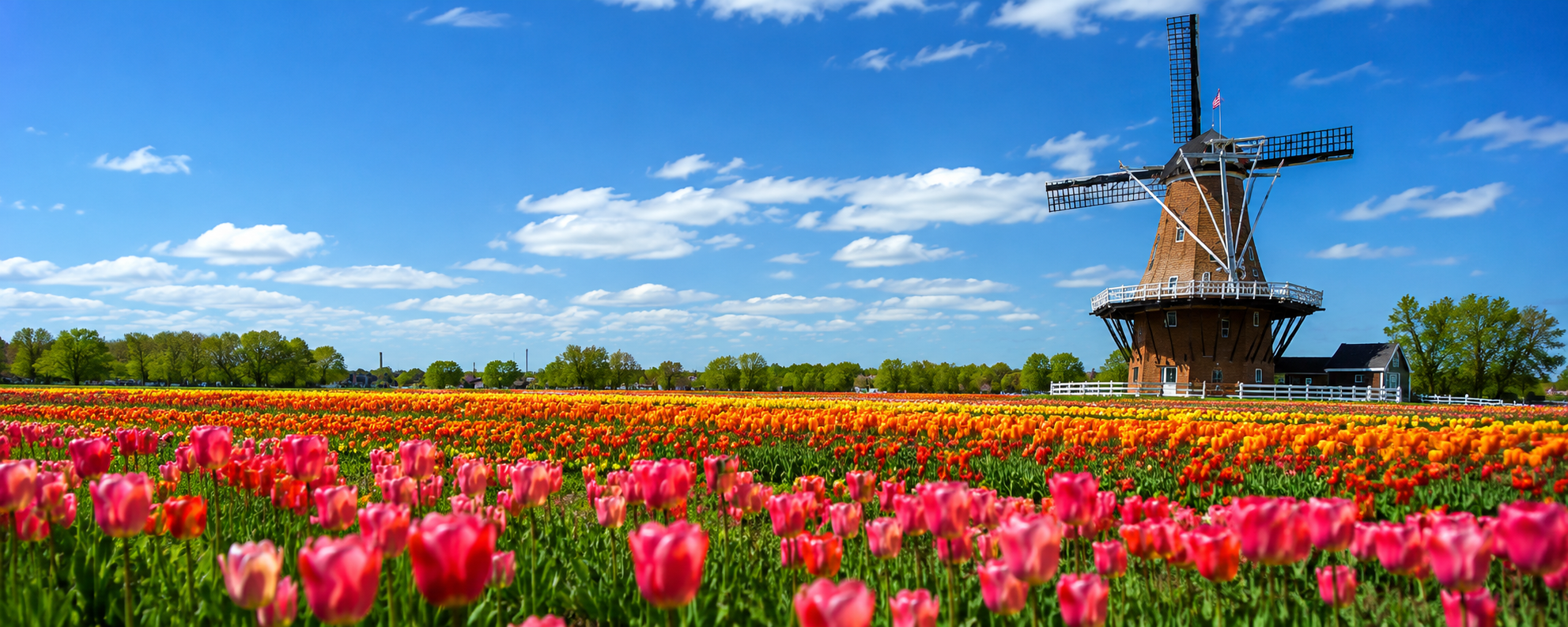 Holland MI Tulips Windmill